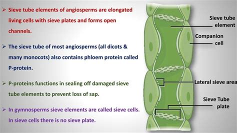 Phloem Loading a Level 的图像结果