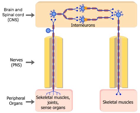 Image result for Somatic Nervous System Function