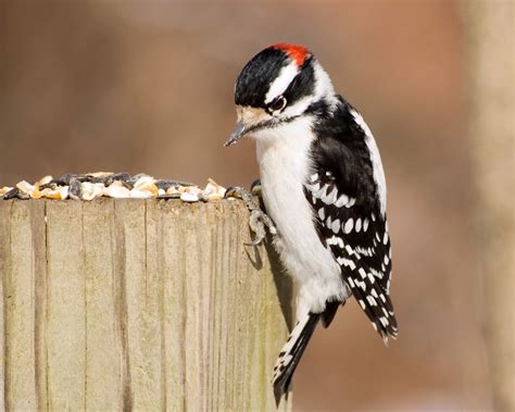 14 Types of Woodpeckers in North America (with Pictures)