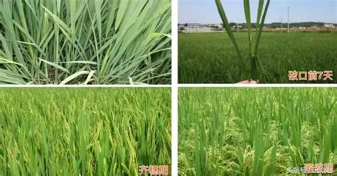 水稻高產第一步，認識水稻生育期基礎，重點關注三個關鍵節點！ - 每日頭條