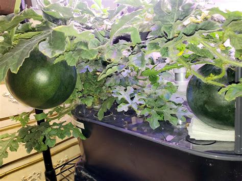 Update on my 2nd Round of Sugar Baby Watermelons. : r/Hydroponics