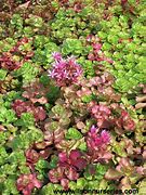 Image result for Dragon's Blood Sedum Ground Cover