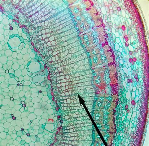 Plant Cell Under A Light Microscope at Stephanie Watt blog