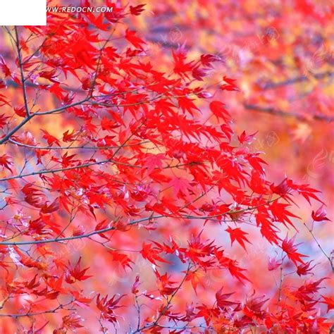 【寻秋记】绽放在红枫林里的相思云朵-什邡旅游攻略-游记-去哪儿攻略