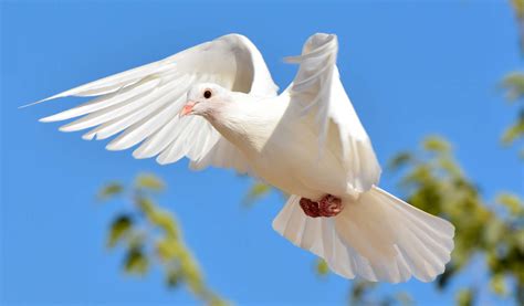 Wondrous White Doves | Mountain Valley Living