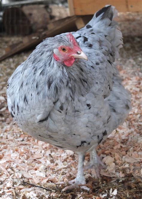 Brin’s Splash Marans Pullet – Bitchin' Chickens