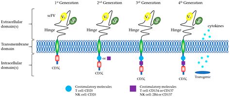 Natural Killer Cells and Current Applications of Chimeric Antigen ...