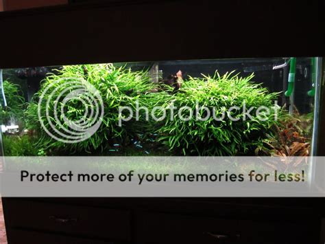 Image result for Growing Java Fern in a Bucket