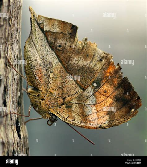 butterfly, camouflage, butterfly, india, malaysia, decayed, camouflage, copy Stock Photo - Alamy