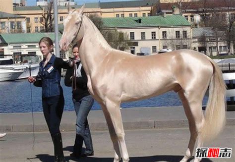 关于马匹的10个世界之最，最大马高2米/最贵马1600万_小狼观天下