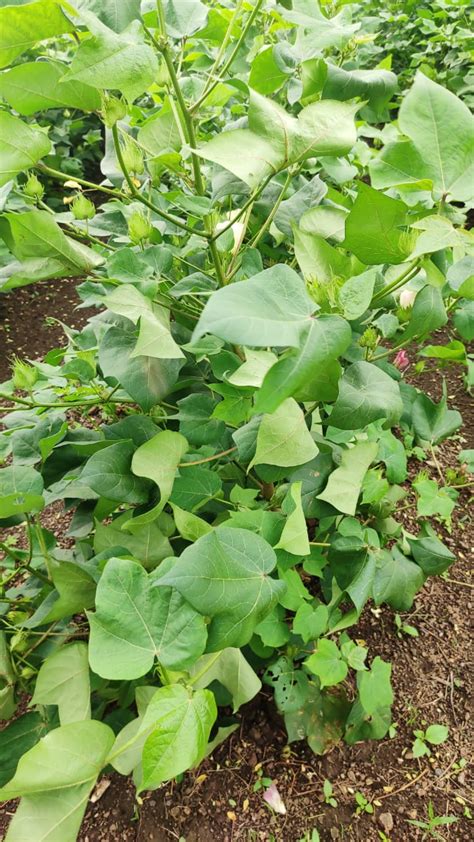 Grassroots Innovation Database [GRID] | Control of sucking pest (aphids ...