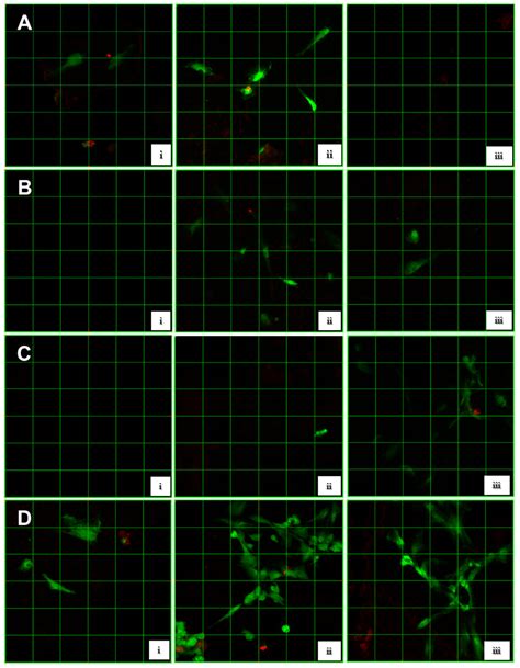 Viability and Adhesion of Periodontal Ligament Fibroblasts on a ...