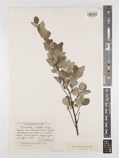 Cotoneaster uniflorus Bunge | Plants of the World Online | Kew Science