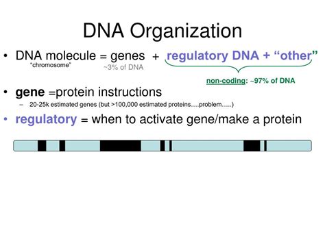 Image result for DNA Function