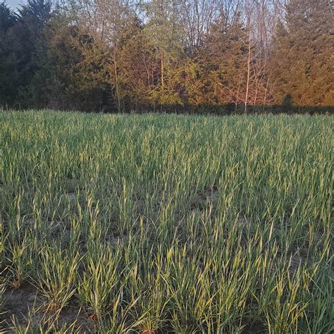 AntlerKing Antler King Fall/Winter/Spring Late Season Annual India | Ubuy