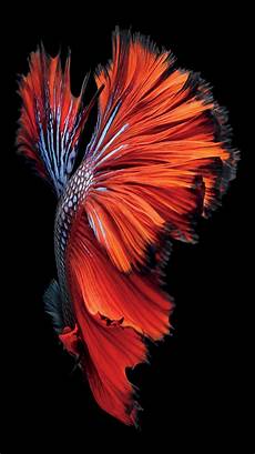Original Iphone 6 Iphone Wallpaper by Iphone 6s Still Wallpaper Images Original Iphone 6 Iphone Wallpaper