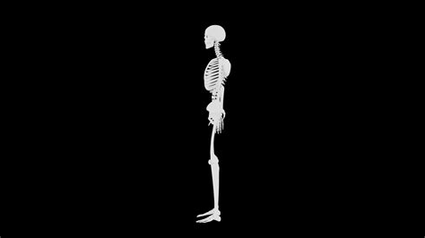 Image result for Model of Skeleton