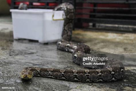 Image result for Indonesian Python 23Ft