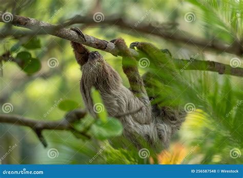 Sloth Climbing Tree 的图像结果