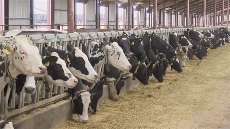 Bird flu detected at Ohio cattle herd | 10tv.com