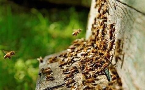 养蜂人一年收入怎么样？纯粹是靠天吃饭，年景不好甚至颗粒无收！