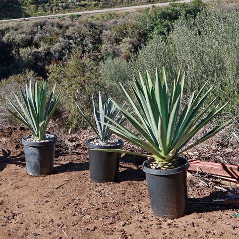 Shop Blue agave 'Tequila Plant' Agave Tequilana - Care and Info ...