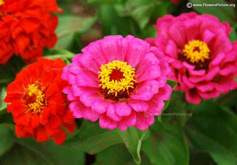 Flowers by Name-Z-Gallery-1