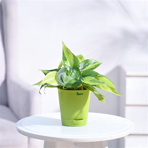 Buy Premium Philodendron Brasil plant | Beautiful variegated foliage ...