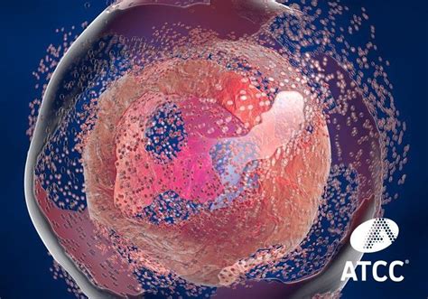 Image result for Cell Death Programed