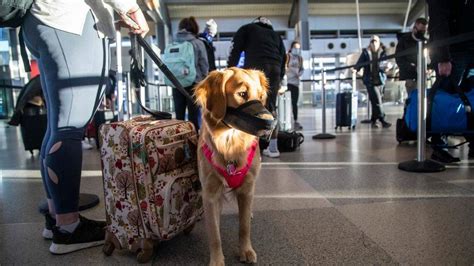 Requisitos para viajar con mascota o animal de servicio fuera y dentro ...