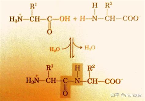 专肽生物：如何正确书写多肽 - 知乎