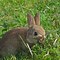 Image result for Plants Rabbits Hate
