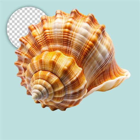 Image result for Shells without Backround