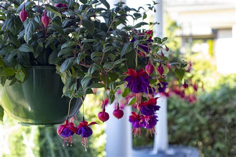Fuchsia Flowers: Planting, Growing, and Caring for Fuchsias
