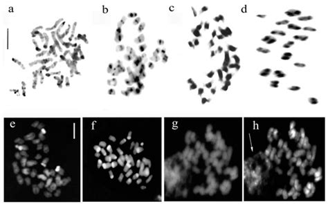 Comparative Cytogenetic of the 36-Chromosomes Genera of Orchidinae ...