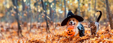 Homepage | Bay Glen Animal Hospital