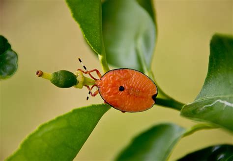 Image result for Alien Bug in Orange Tree