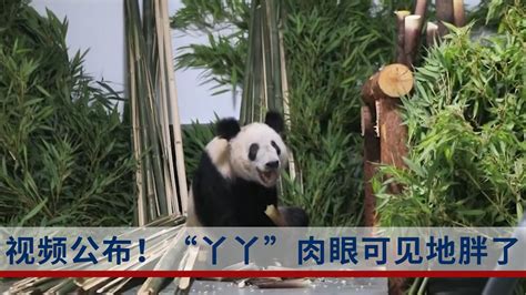 视频公布！“丫丫”一到家就被竹子包围，肉眼可见地胖了！|佟丽娅_新浪新闻