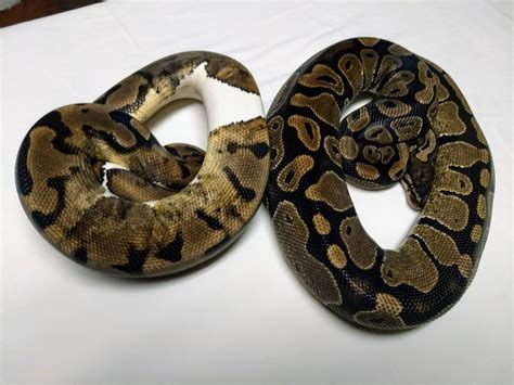 Image result for Normal Ball Python