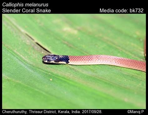 Calliophis melanurus (Shaw, 1802) - Slender Coral Snake | Reptiles