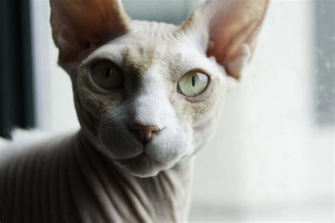 Fat Sphynx Cat Memes