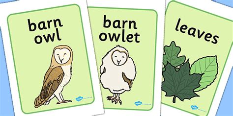 Owl Display Posters