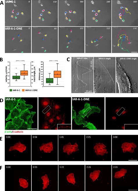 Figure 1 from Actin Cytoskeleton Remodeling Accompanied by Redistribution of Adhesion Proteins ...