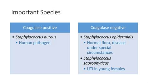 Staphylococcus | PPTX