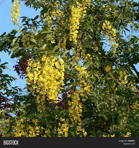 Image result for Pruning a Laburnum Tree