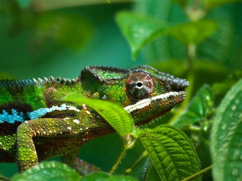 Download wallpaper 1400x1050 chameleon, leaves, bumps, legs, eyes ...