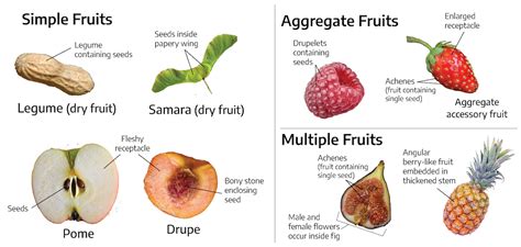 Image result for Fruit Example