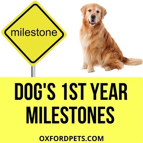 Dogs First Hour Home 的图像结果