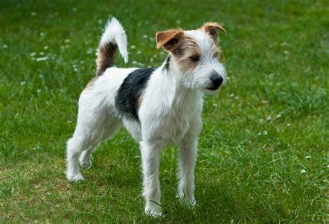 Sind Jack Russell Terrier Familienhunde