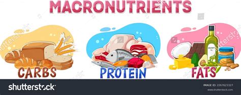 Image result for Macronutrients Graphics